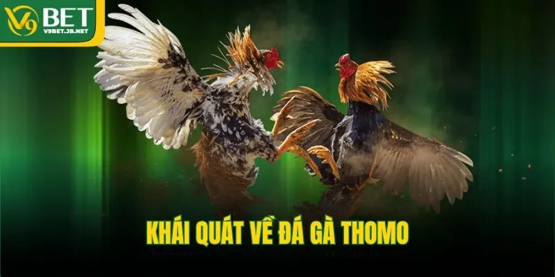 Khái quát về đá gà Thomo