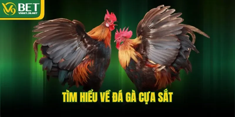Tìm hiểu về đá gà cựa sắt